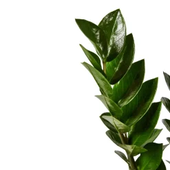 NA Zamioculcas : pot de D.17cm - H.55cm Discount